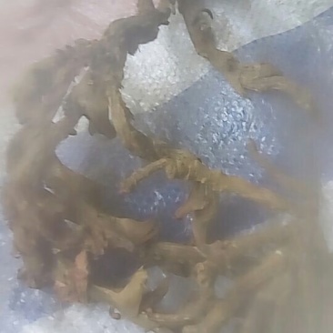 石昌蒲