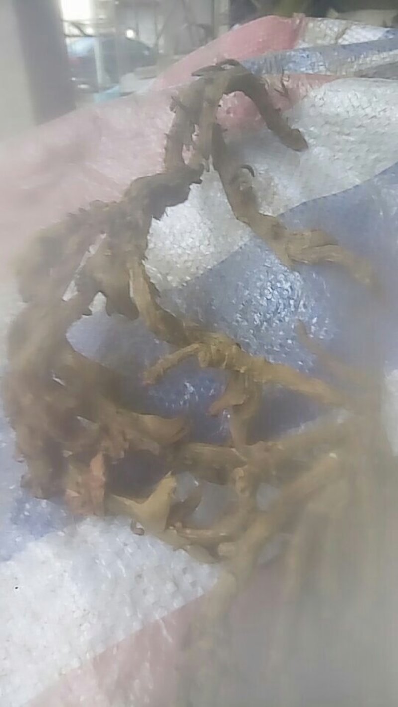 石昌蒲