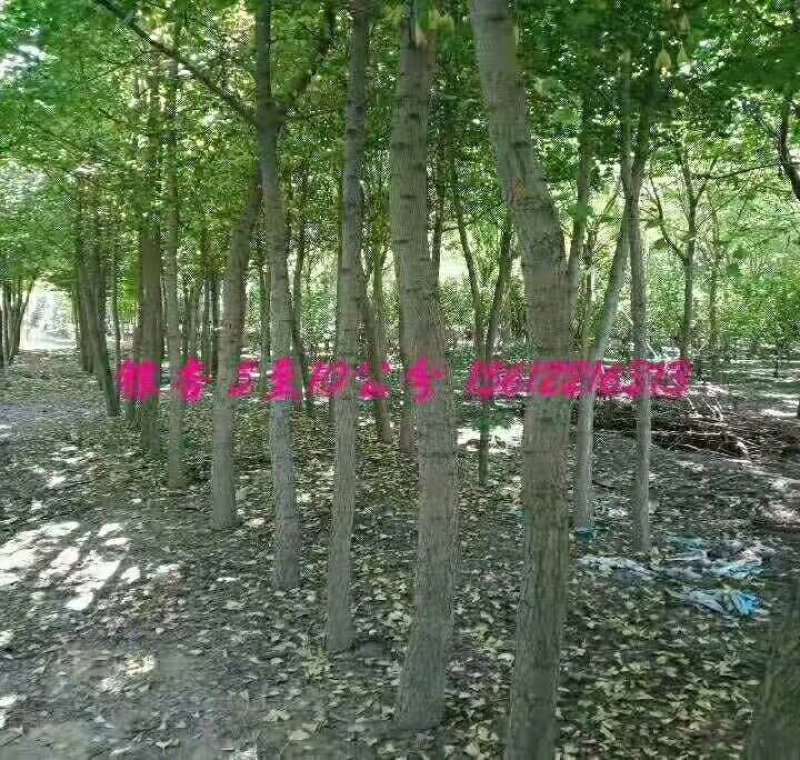 出售大量花树，各种树苗