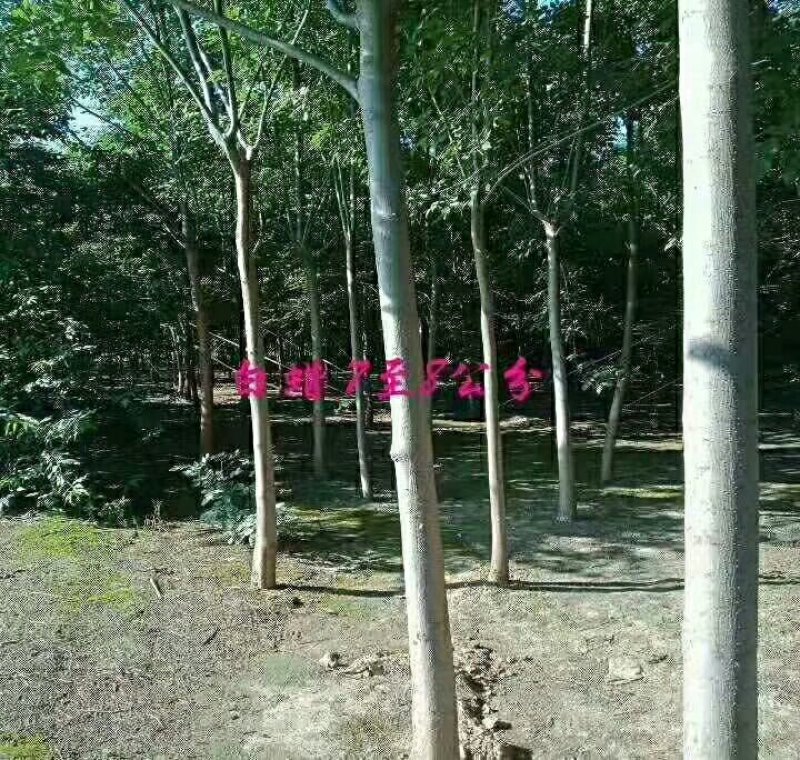 出售大量花树，各种树苗