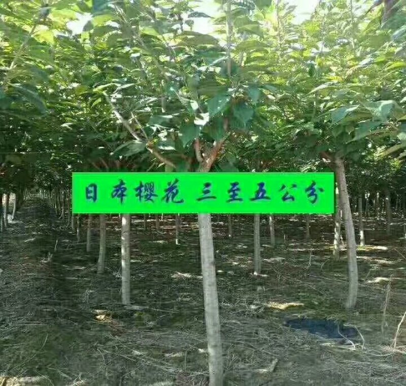 出售大量花树，各种树苗