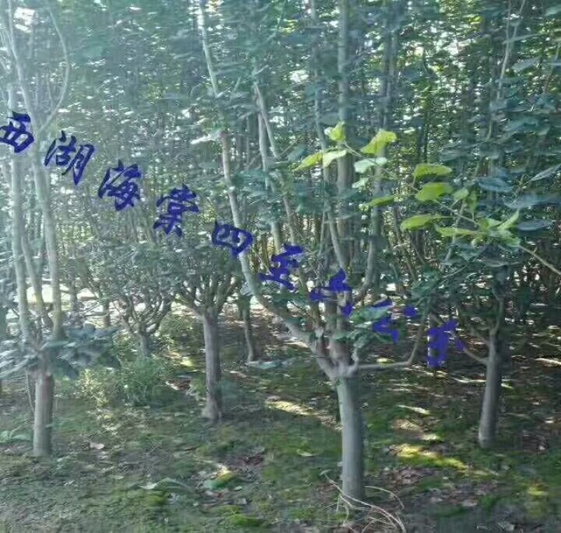 出售大量花树，各种树苗
