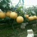 出售大量花树，各种树苗