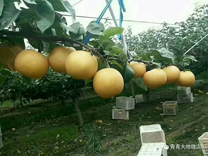 出售大量花树，各种树苗