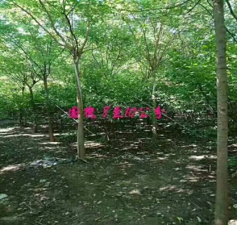 出售大量花树，各种树苗