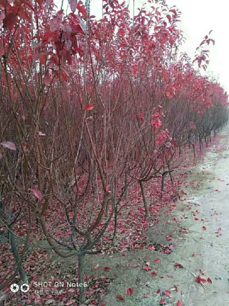 出售大量花树，各种树苗