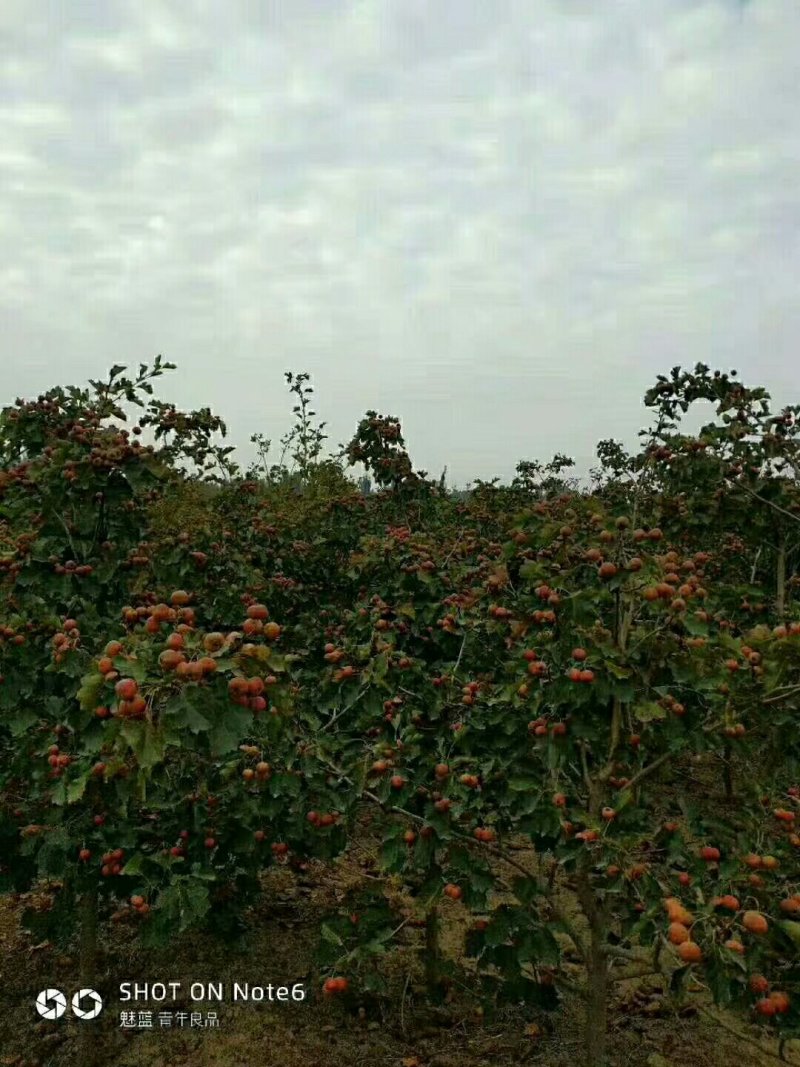出售大量花树，各种树苗