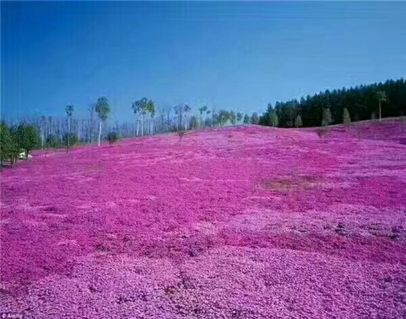 精品丛生福禄考（芝樱)基地大量现货供应