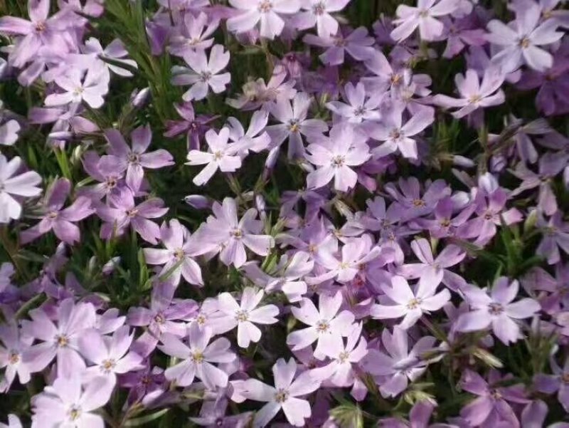 精品丛生福禄考（芝樱)基地大量现货供应