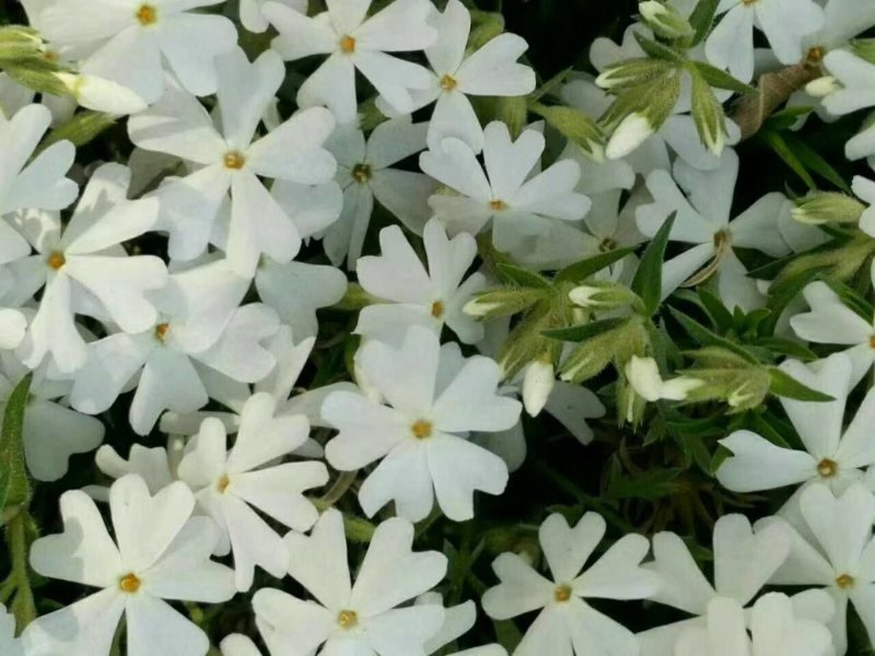 精品丛生福禄考（芝樱)基地大量现货供应