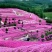 精品丛生福禄考（芝樱)基地大量现货供应