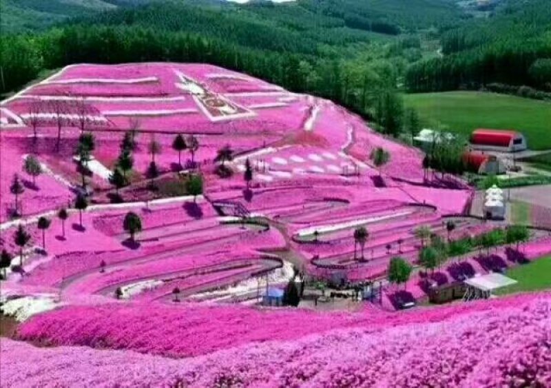 精品丛生福禄考（芝樱)基地大量现货供应