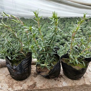精品丛生福禄考（芝樱)基地大量现货供应