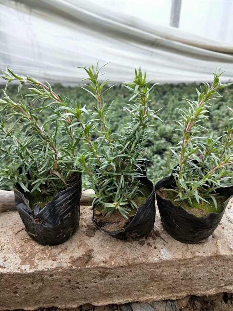 精品丛生福禄考（芝樱)基地大量现货供应