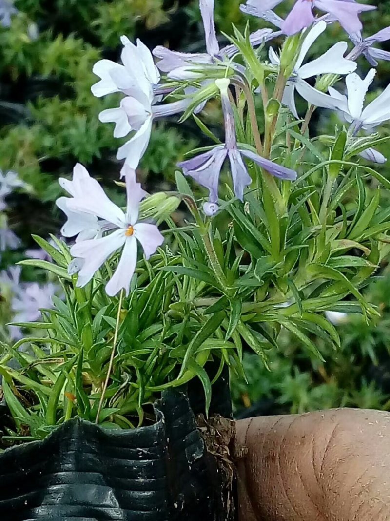 精品丛生福禄考（芝樱)基地大量现货供应
