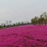 精品丛生福禄考（芝樱)基地大量现货供应