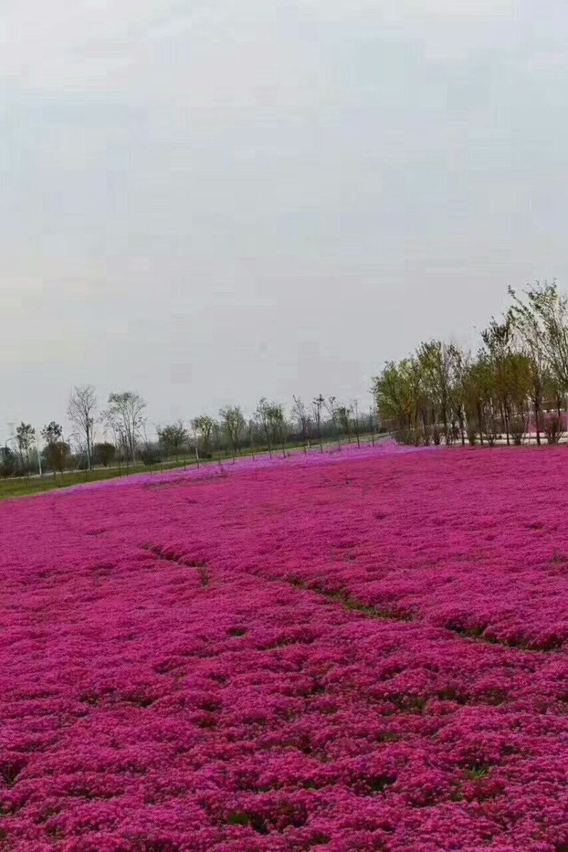 精品丛生福禄考（芝樱)基地大量现货供应