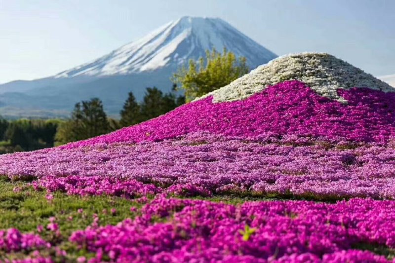 精品丛生福禄考（芝樱)基地大量现货供应