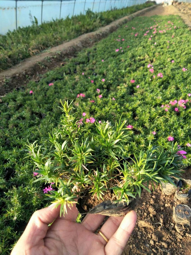 精品丛生福禄考（芝樱)基地大量现货供应