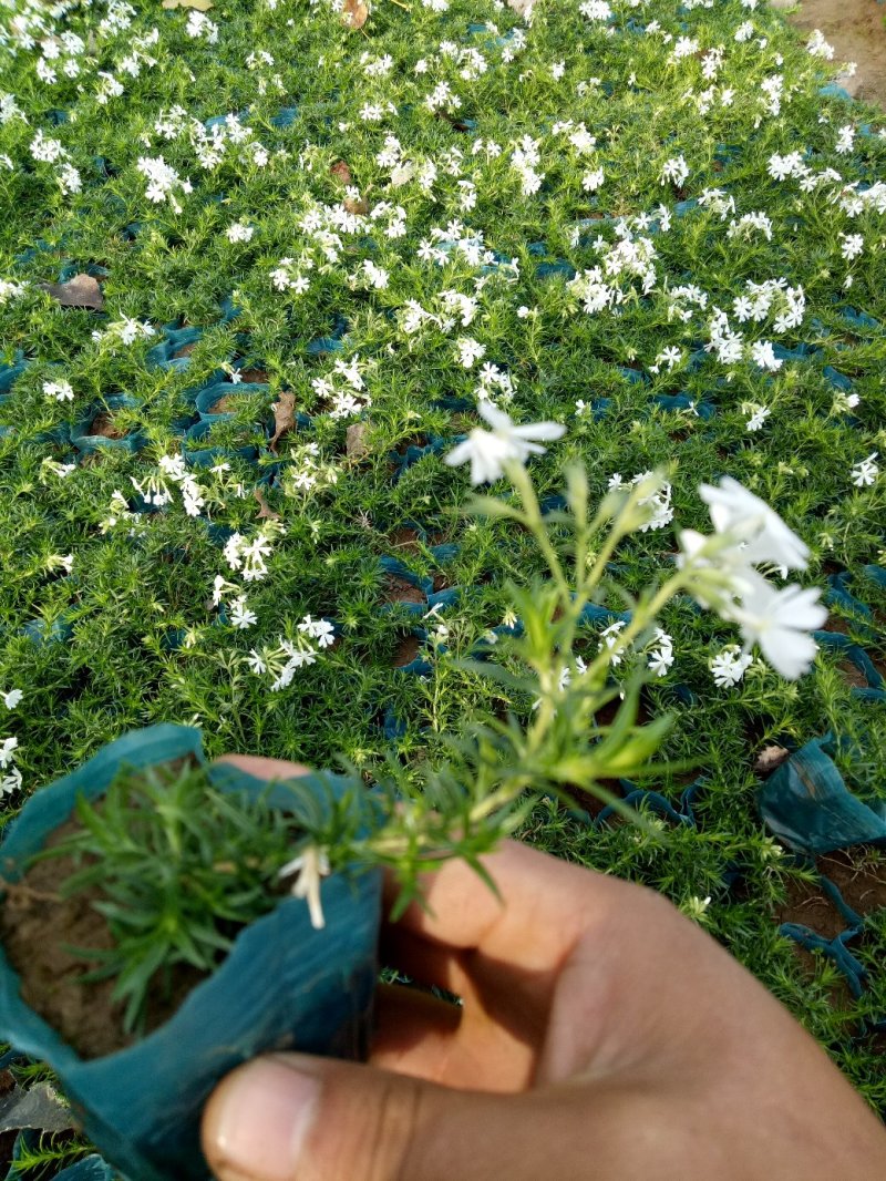 精品丛生福禄考（芝樱)基地大量现货供应