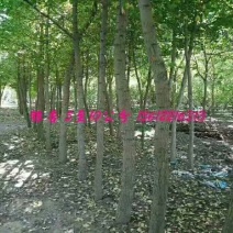 雄安新区出售大量花树，梨苗