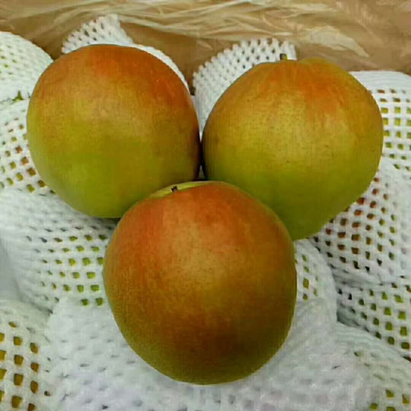雄安新区出售大量花树，梨苗