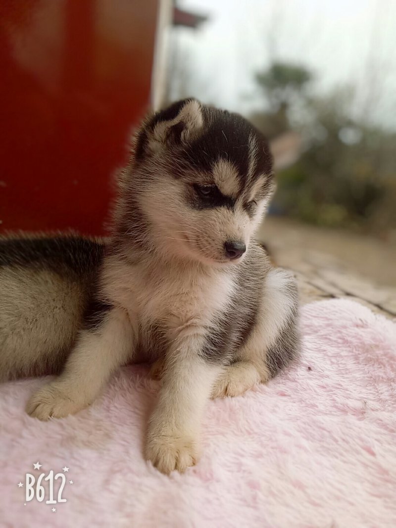 哈士奇，青川猎犬