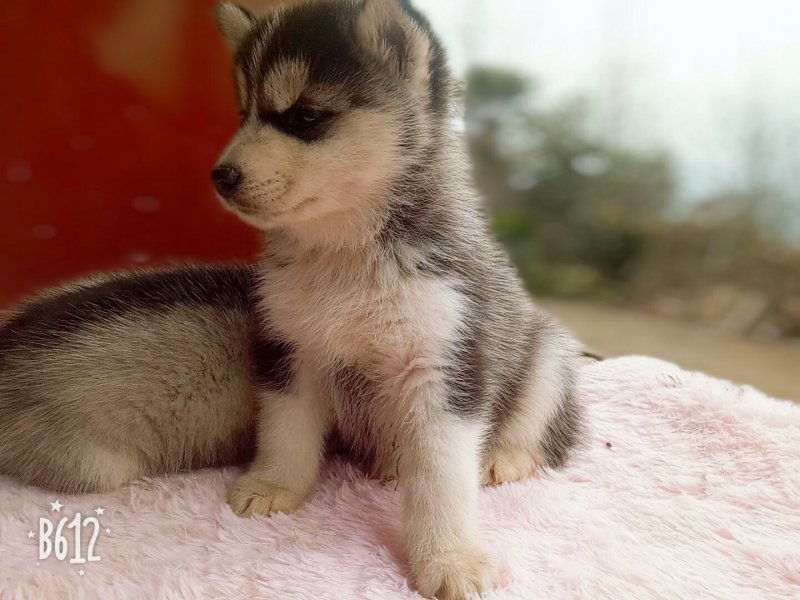 哈士奇，青川猎犬