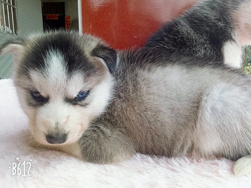 哈士奇，青川猎犬