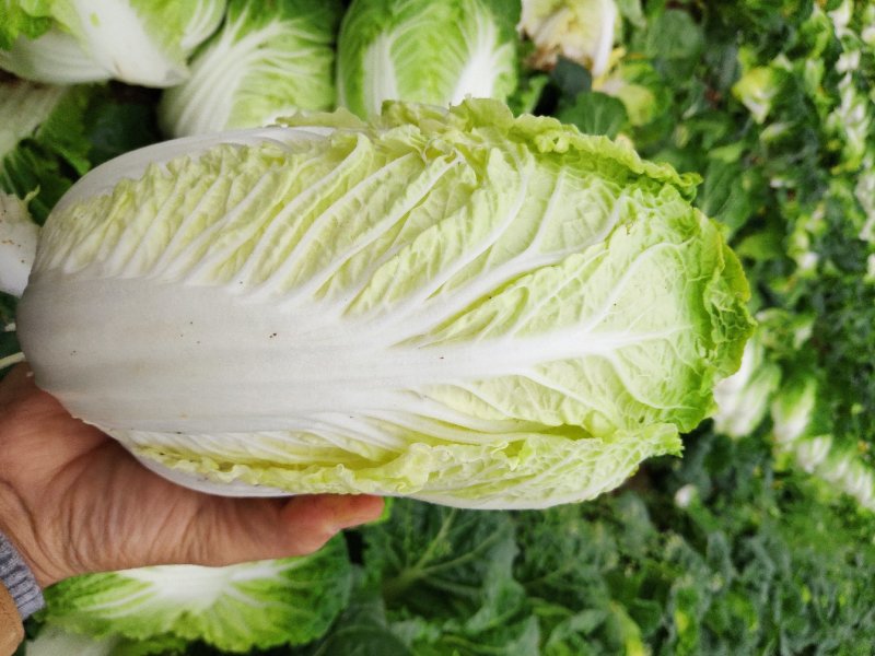 广西横县大白菜夏阳白菜京白菜小玲珑娃娃菜