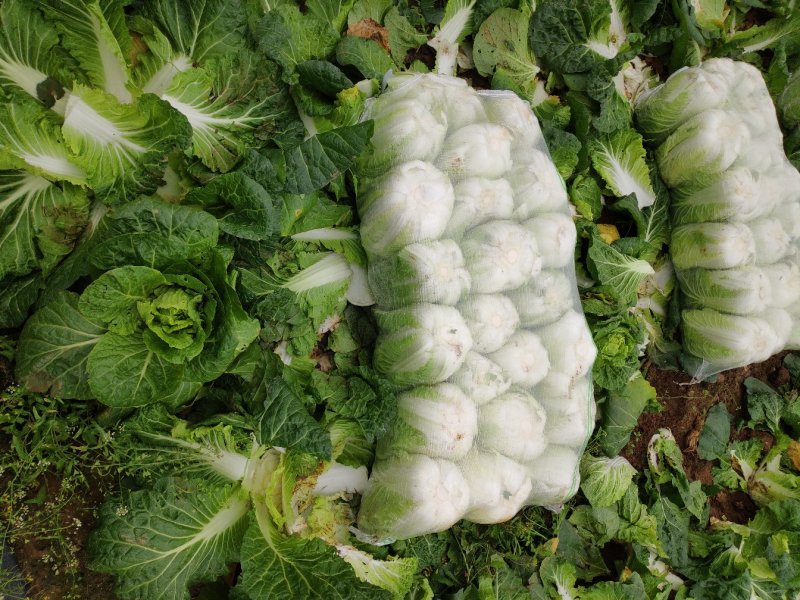 广西横县大白菜夏阳白菜京白菜小玲珑娃娃菜