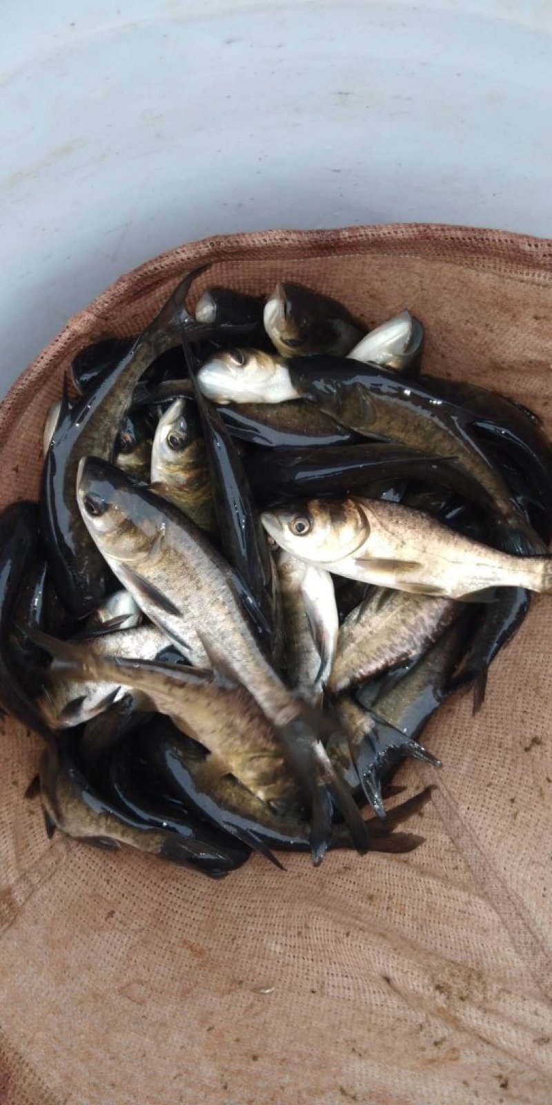 花鲢鱼，量大从优，价格优惠，欢迎采购，谢谢