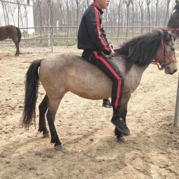 急售爱🐴马