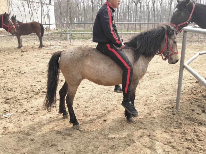 急售爱🐴马
