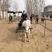 急售爱🐴马