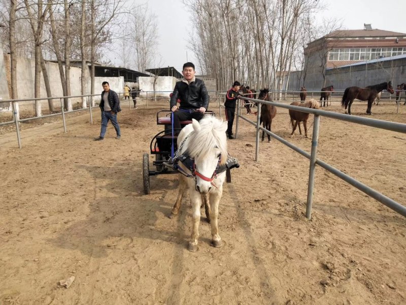 急售爱🐴马