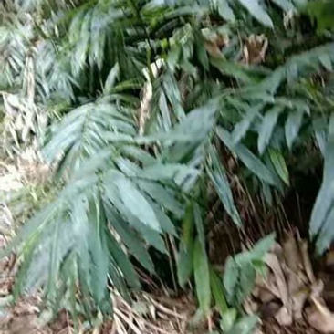 阳春砂仁种苗出售，欢迎订购