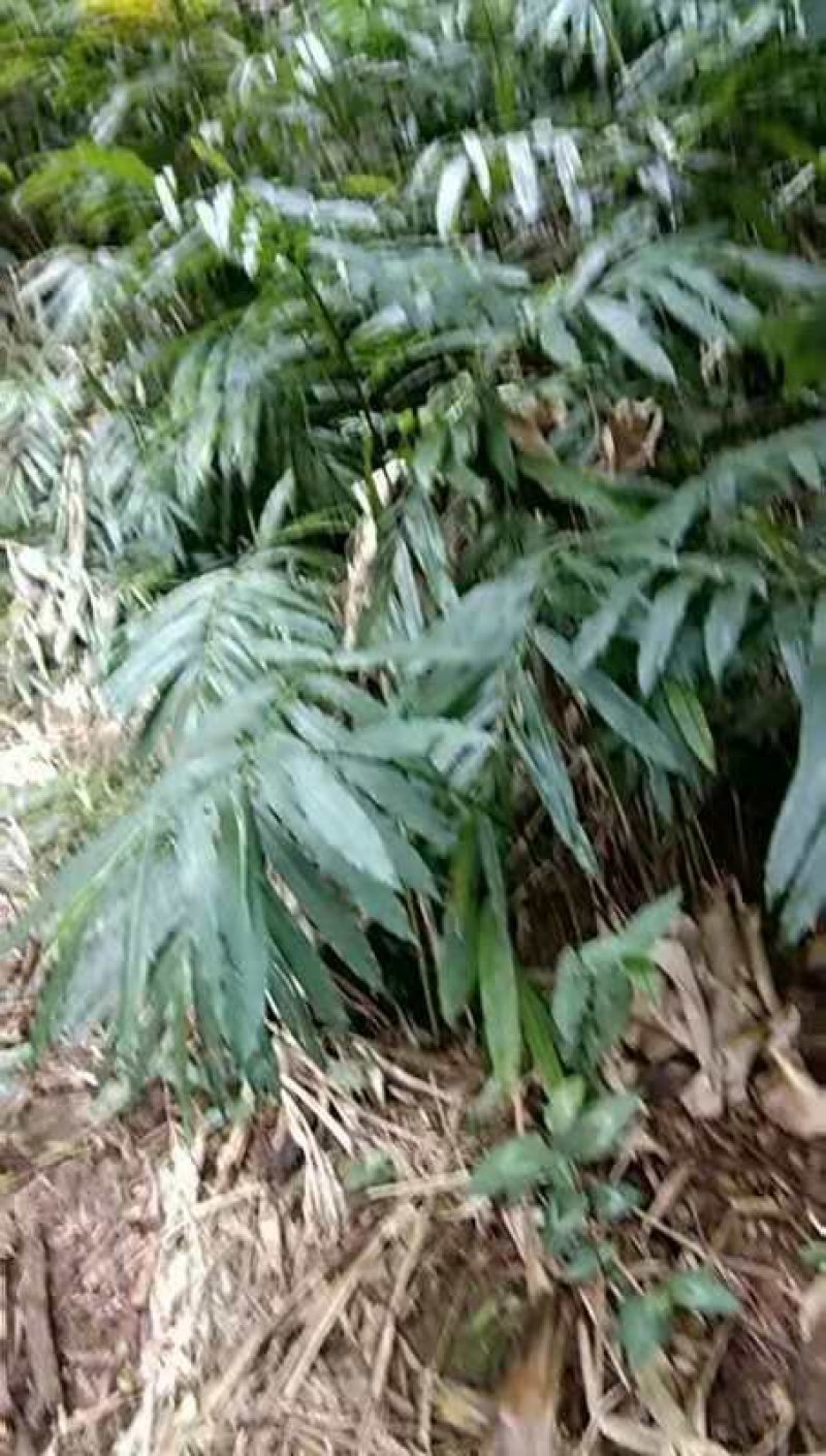 阳春砂仁种苗出售，欢迎订购