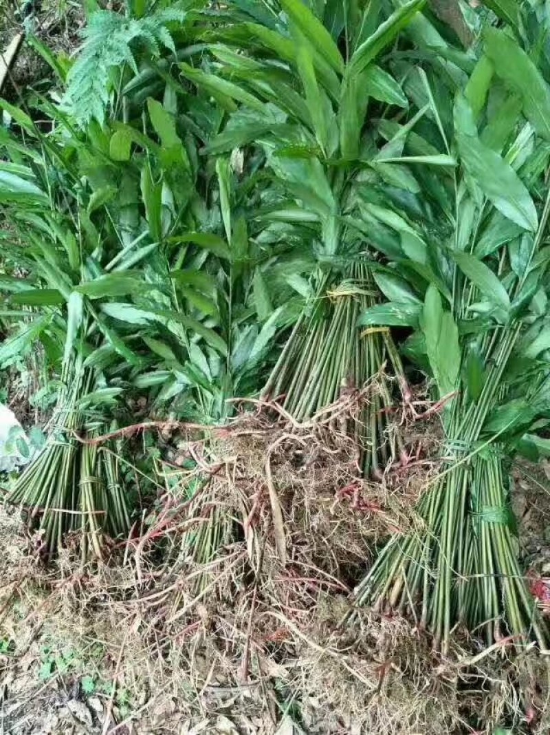 阳春砂仁种苗出售，欢迎订购