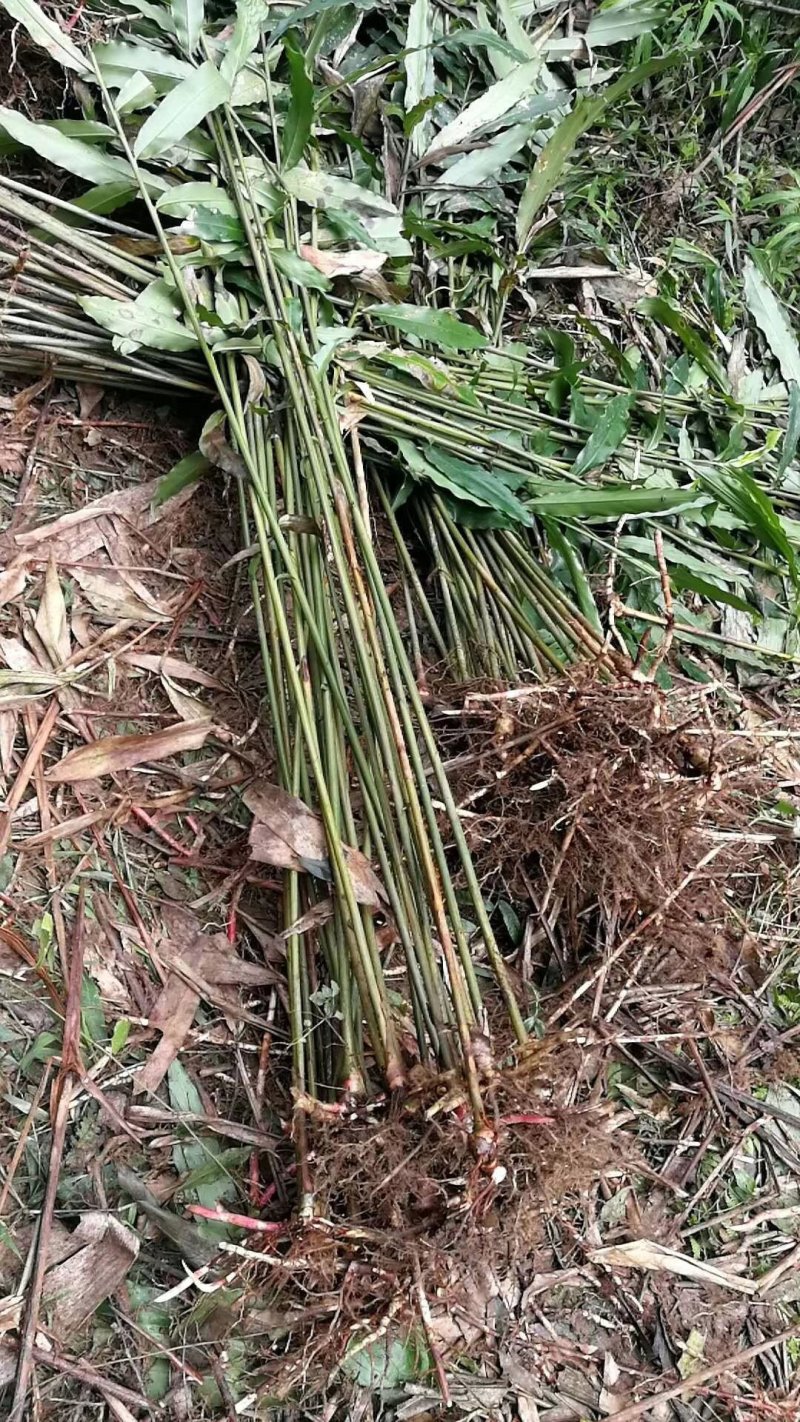 阳春砂仁种苗出售，欢迎订购