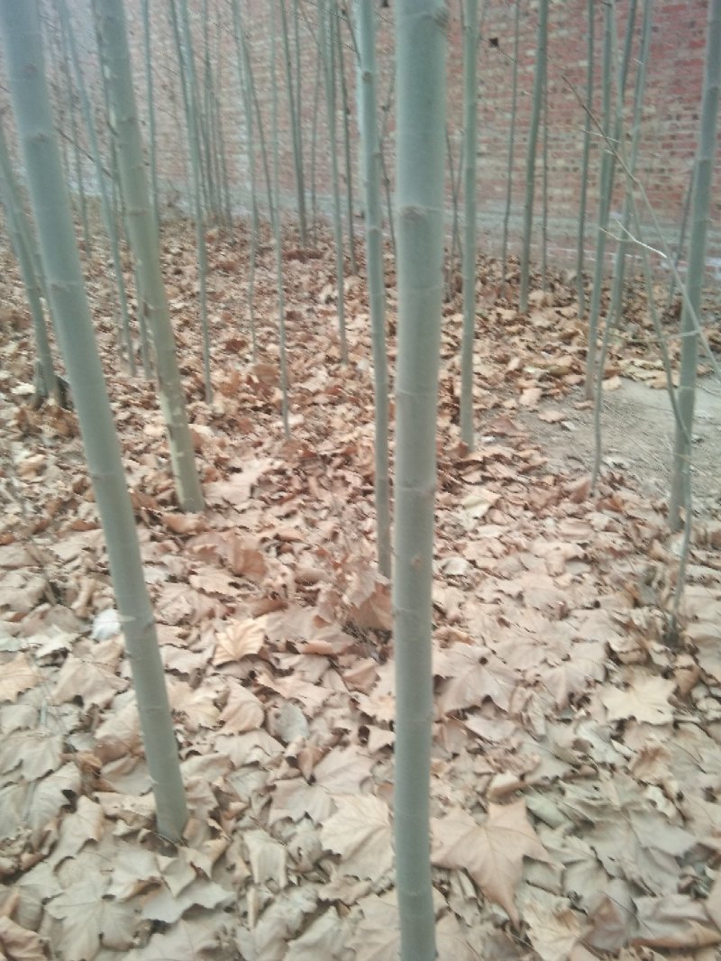 法桐树