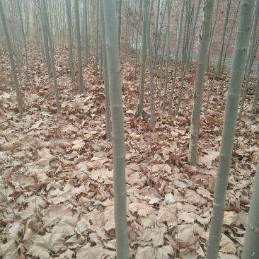 法桐树