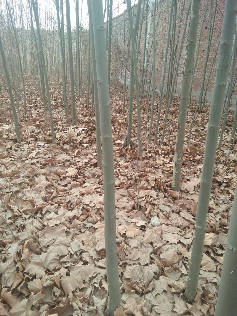 法桐树
