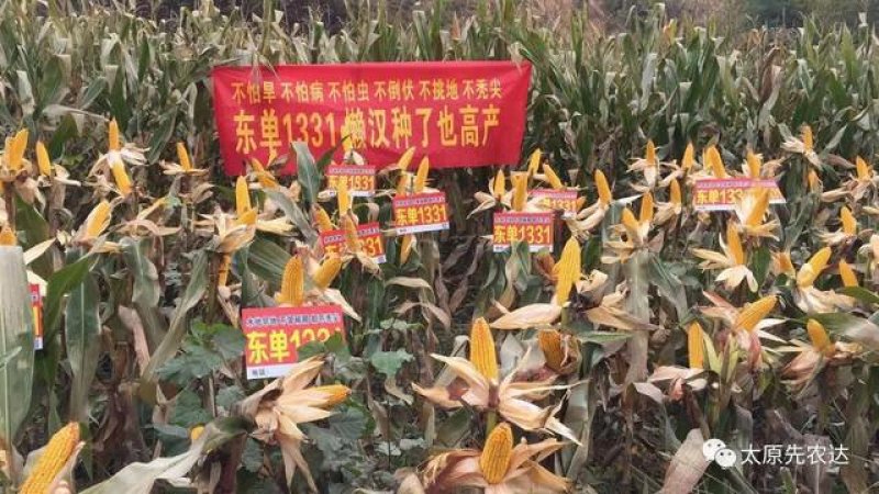 玉米种2017年国审品种秋乐368