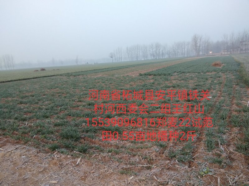 玉米种2017年国审品种秋乐368