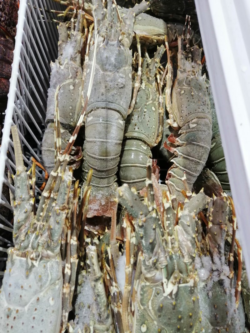 小青龙