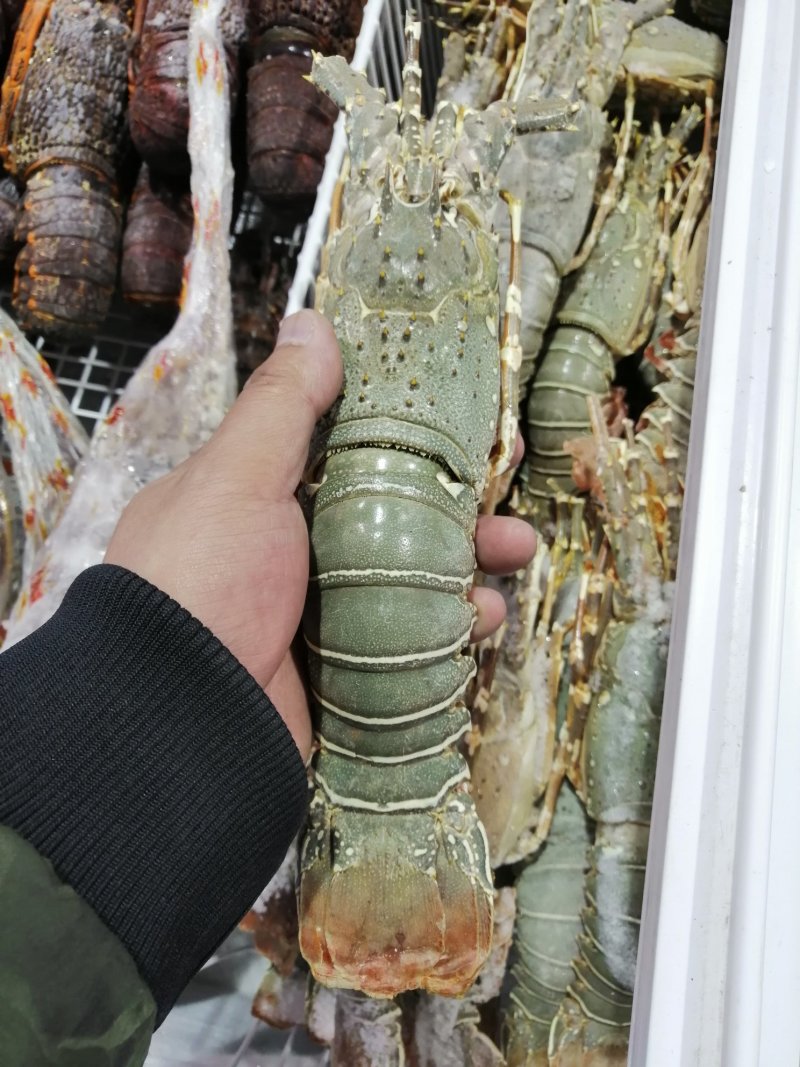小青龙