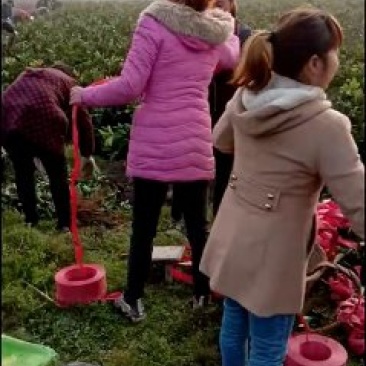赣南脐橙树苗