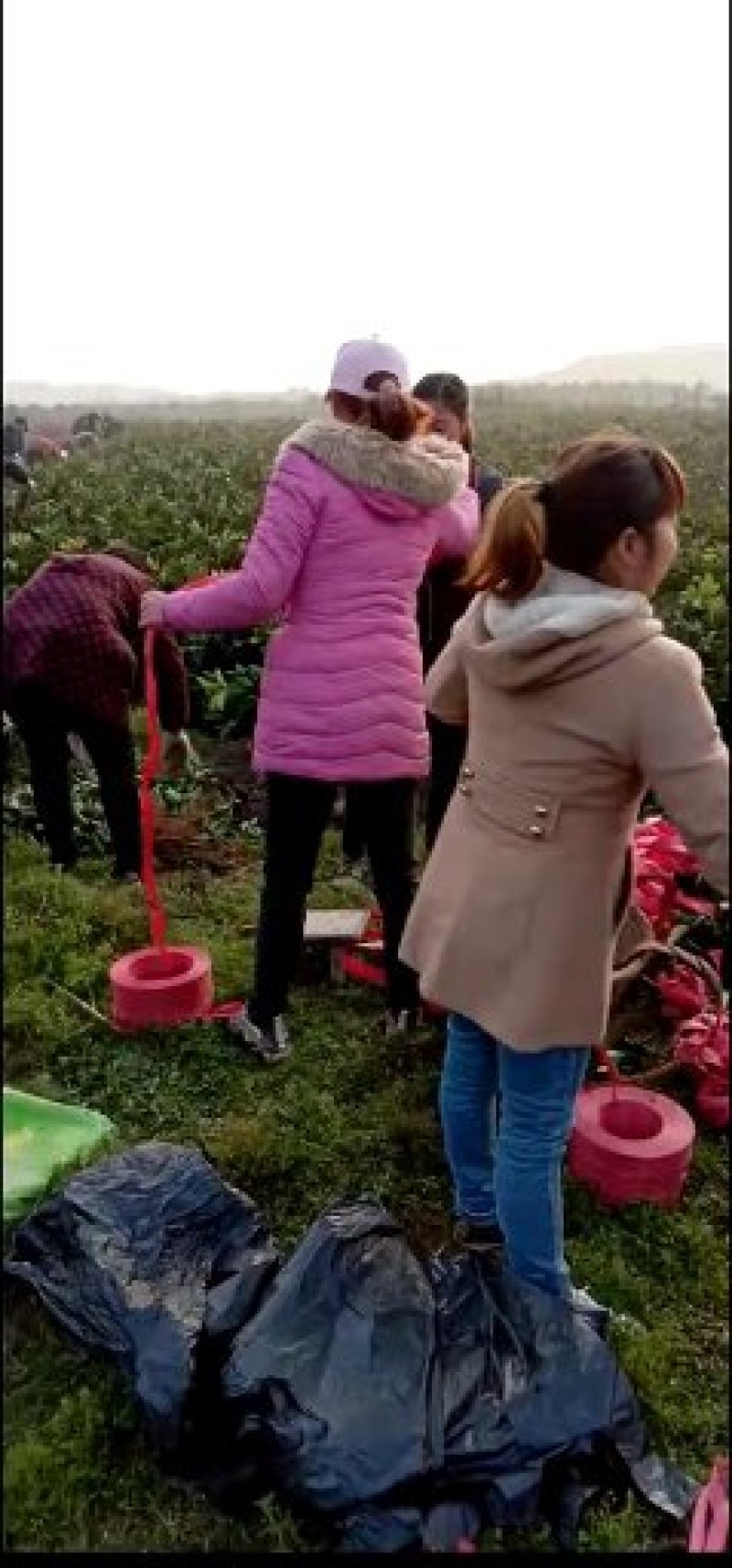 赣南脐橙树苗