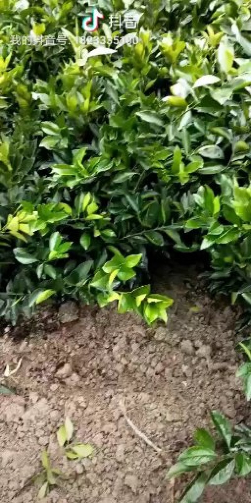 赣南脐橙树苗